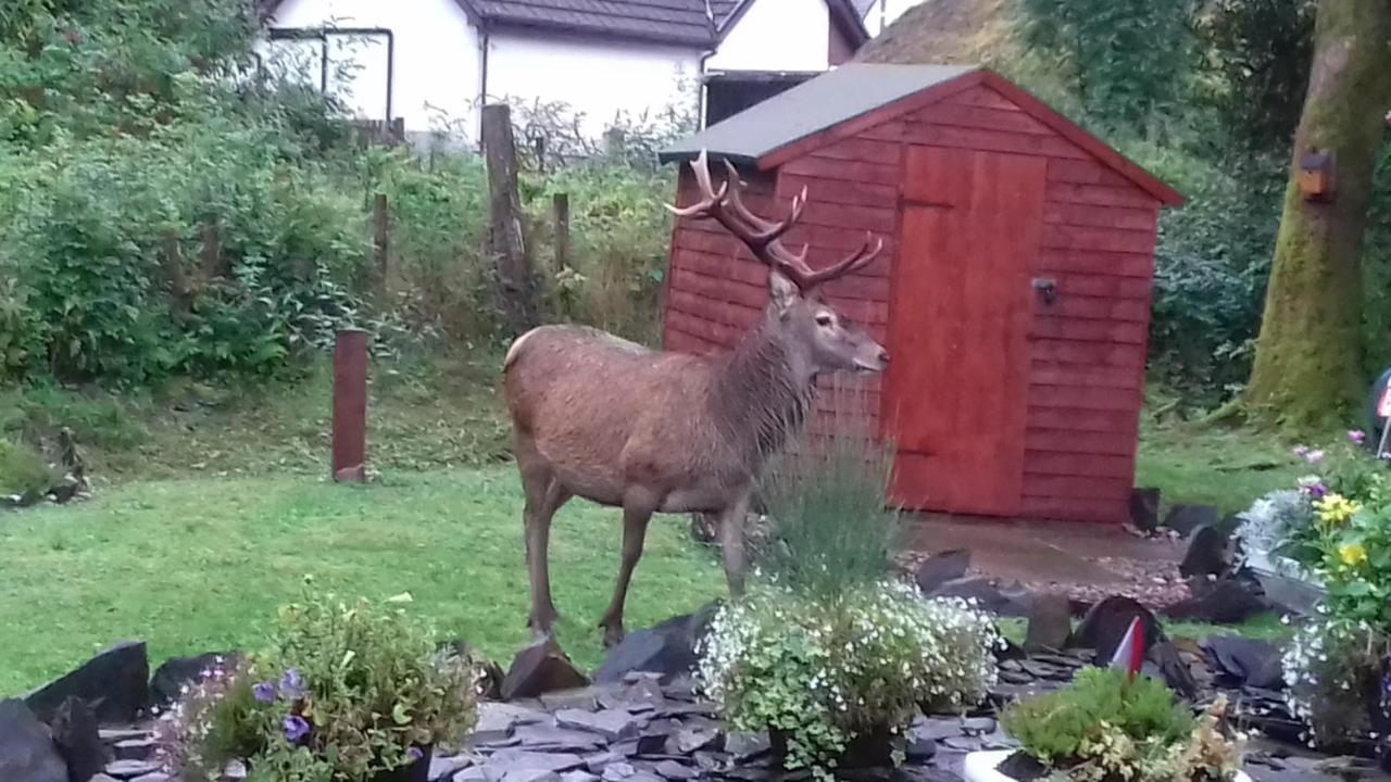 Beechwood Cottage B&B Glencoe Exterior foto